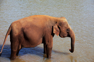Elephant on Sri Lanka