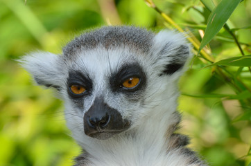 close up of lemur head © pauws99