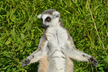 lemur meditating © pauws99