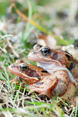 Mating frogs after hibernation and before spawning migration