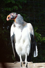 Strange looking black and white bird