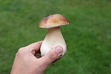 Borowik © Eugeniusz