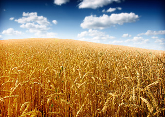 Naklejka premium Wheat field against a blue sky