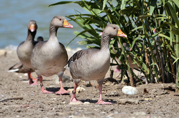 Naklejka na ściany i meble Group of greylag geese (Anser anser domesticus) walking