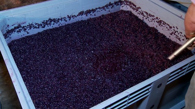Winemaking. Mixing "cap" of  grape skins.