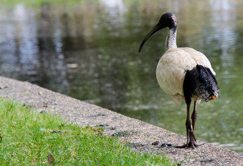 taking a walk