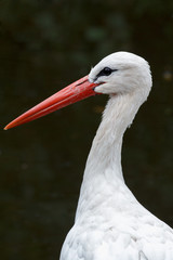 Portrait of a stork (Ciconia ciconia)