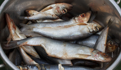 Obraz premium Herring in a bucket (Clupea harengus)