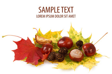 colorful autumn leaves chestnuts and cones on white