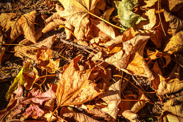 dry autumn leaves background