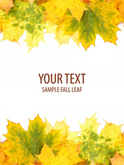 Autumn leaves frame