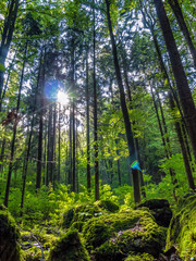 Wald © refresh(PIX)