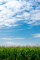 Farmland with corn