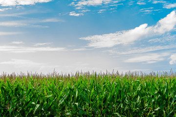 Farmland with corn