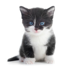 black white kitten