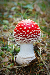 Fly Agaric