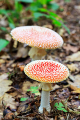Close up of two Fly Agaric mushrooms