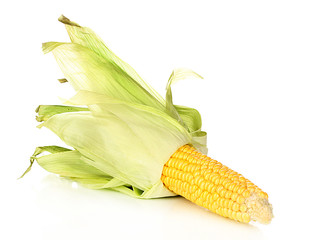 Fresh corn cob isolated on white
