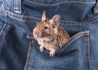 Degu in the pocket (4 month)
