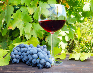 Rotwein und blaue Trauben