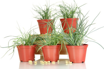 pots with seedling isolated on white
