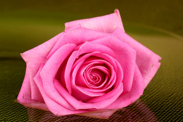 pink rose with drops on  green background