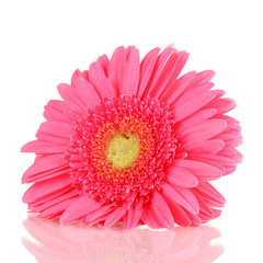 pink gerbera isolated on white