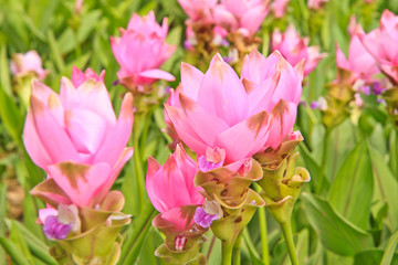 Obraz na płótnie Canvas Siam tulipan.