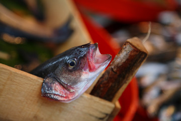 Fischkopf