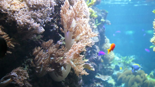 Underwater world