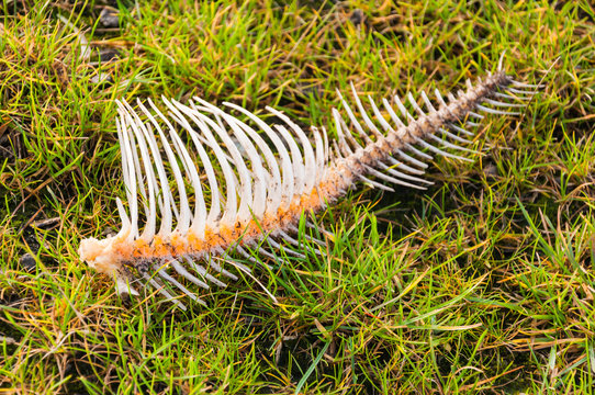 Large fish bone in the grass along the waterfront