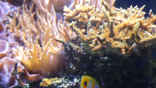 Underwater world