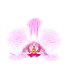 Naklejka na ściany i meble Pink orchid on white