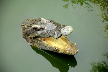 Freshwater crocodile in headshot