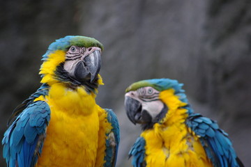 ルリコンゴウインコ