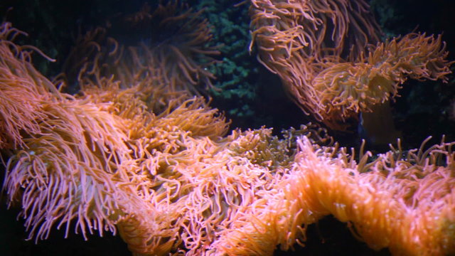 Underwater world