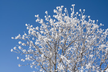 A crown of tree with hoar-frost