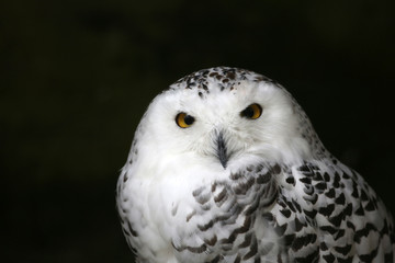 Schneeeule