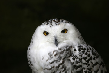 Schneeeule