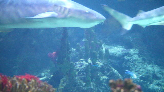 Sharks float before a lens