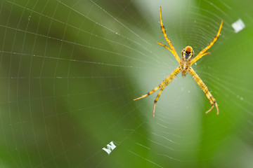 spider
