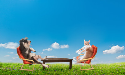 cat and dog relaxing