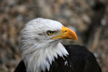 Weißkopfseeadler