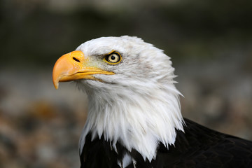 Weißkopfseeadler