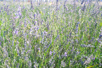 Fototapeta premium VISTA DE CAMPO CON LAVANDA. SILVESTRE, RÚSTICO
