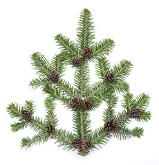 Tannenzweig mit Tannenzapfen