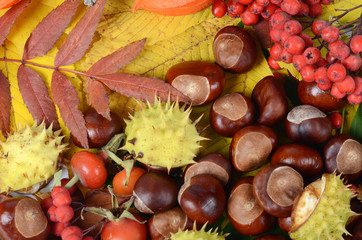 Chestnuts on autumn leaves