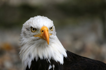 Obraz premium Weißkopfseeadler