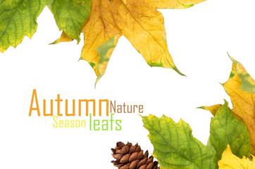 autumn maple leaf isolated on white background