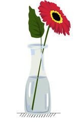 gerbera in vase